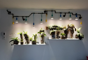 Grow Lights for indoor gardens